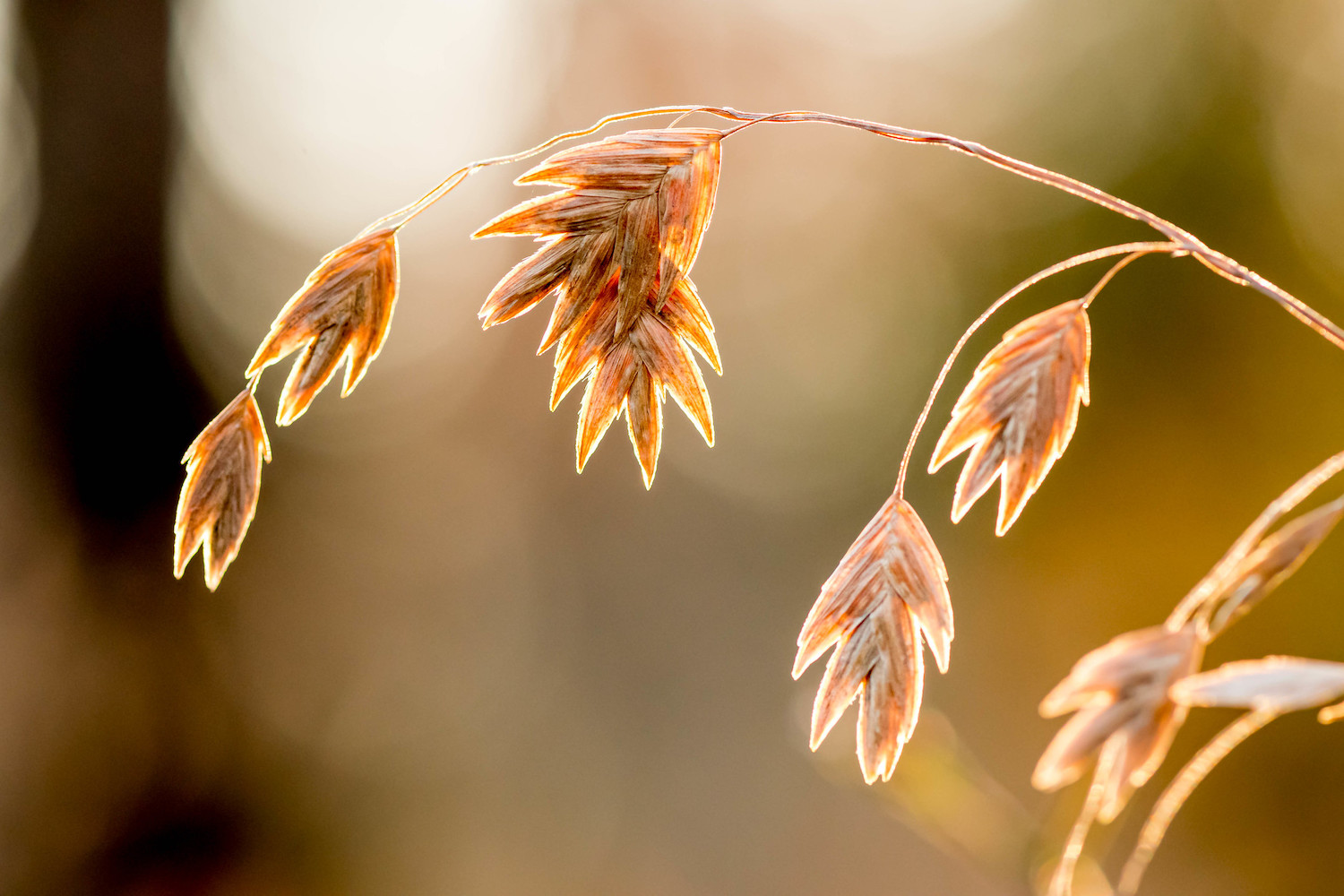 Non-Destructive RAW Editing in Affinity Photo: A picture of a rye brome branch, backlit in the late afternoon sun.