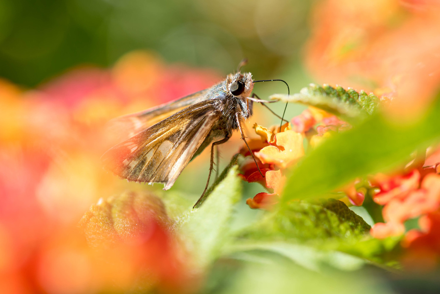 Best lenses for macro photography moth on leaf