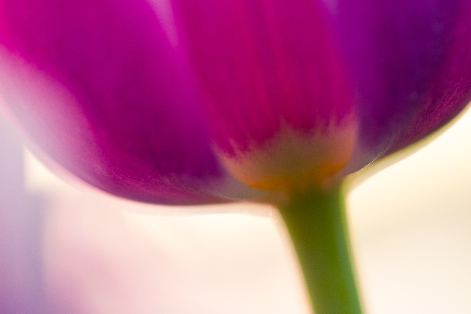 flower macro photography tulip