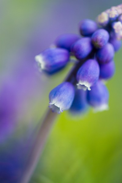 flower macro abstract photography grape hyacinth