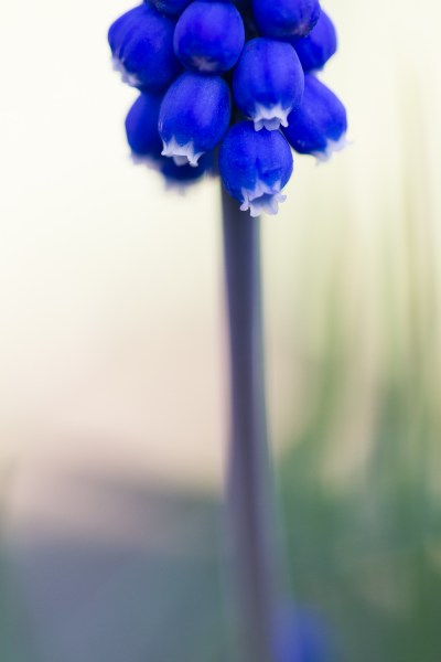 flower macro photography grape hyacinth - negative space