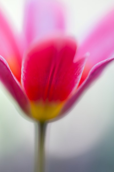 flower abstract macro photography tulip