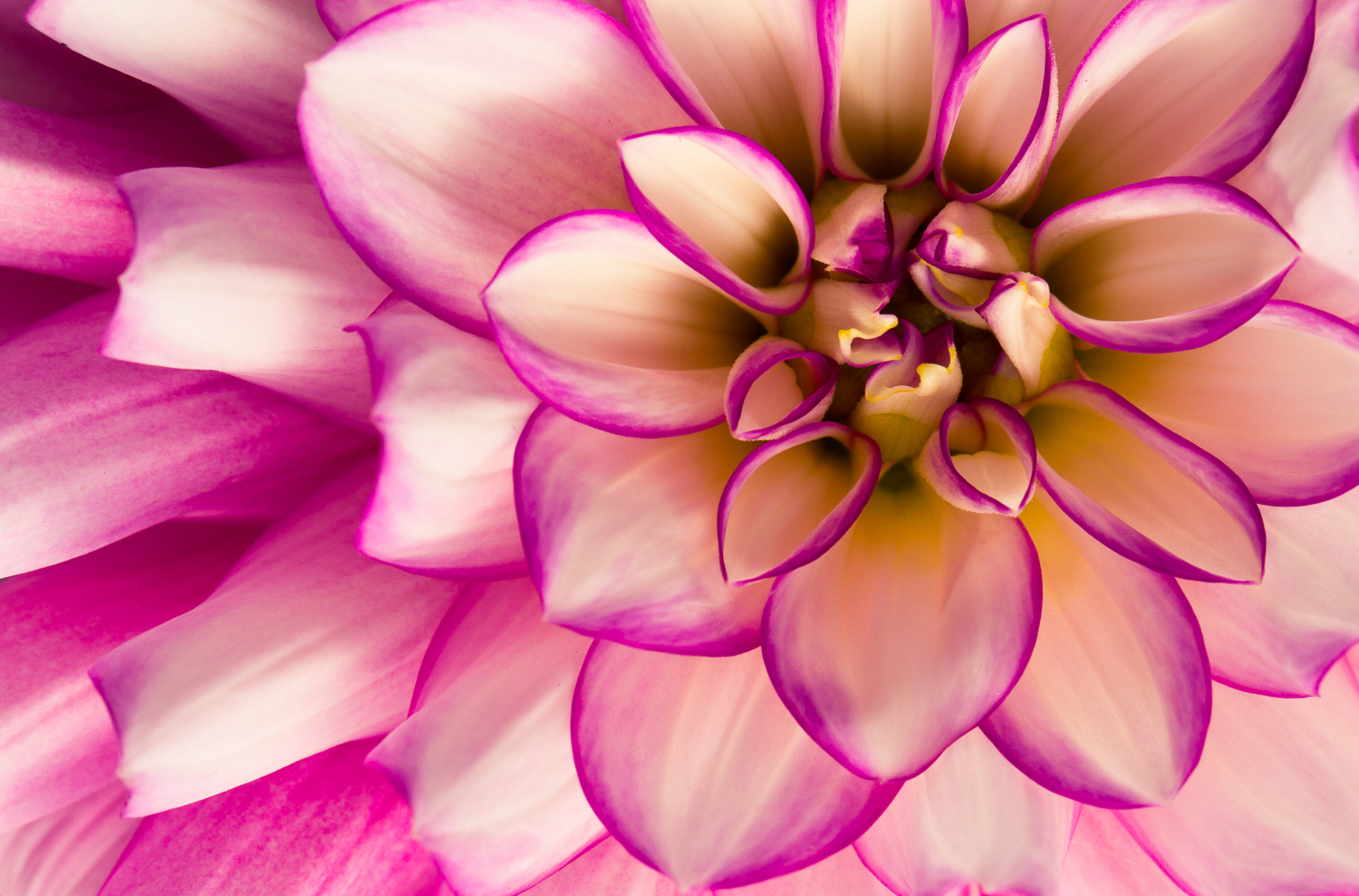 flower macro photography dahlia close up 