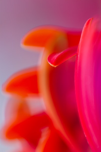 flower macro photography gerbera abstract