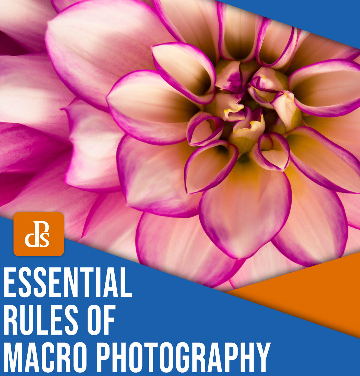 Essential rules of macro photography