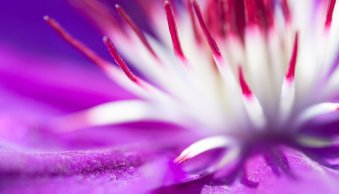 5 Best Camera Settings for Macro Photography