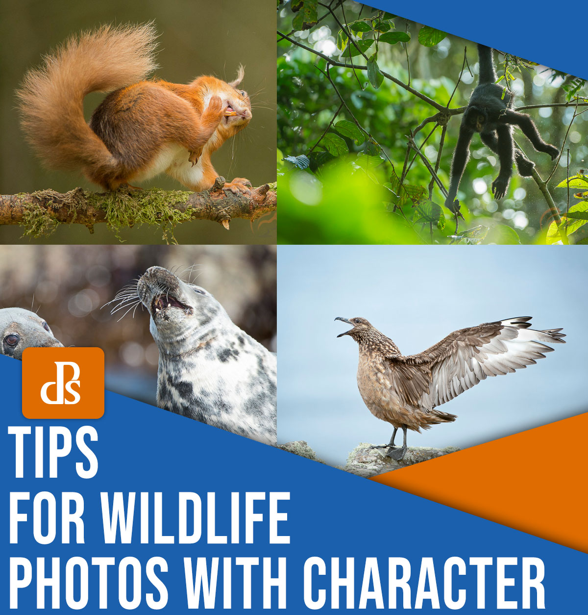 Tips for wildlife photos with character